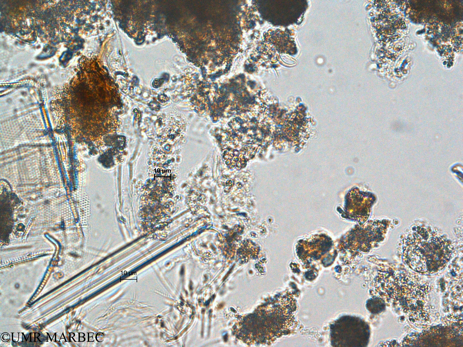 phyto/Scattered_Islands/europa/COMMA April 2011/Chroococcus sp5(copy).jpg